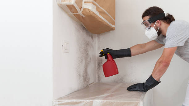 Professional Black Mold Removal technician working in Long Lake, MN